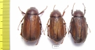 Melolonthinae sp.  Malaysia - INSECTS-STORE.RU