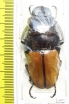 Odontolabis sommeri pahangensis  Malaysia  50mm - INSECTS-STORE.RU
