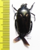 Thaumastopeus nigritus  Indonesia, Sumatra - INSECTS-STORE.RU