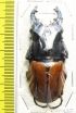 Odontolabis mouhoti elegans  Thailand  59mm - INSECTS-STORE.RU