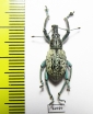Celebesia sp.  Indonesia, Peleng isl. - INSECTS-STORE.RU