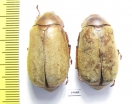 Melolonthinae sp.  Malaysia - INSECTS-STORE.RU