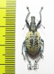 Celebesia sp.  Indonesia, Peleng isl. - INSECTS-STORE.RU