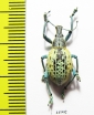 Celebesia sp.  Indonesia, Sulawesi - INSECTS-STORE.RU