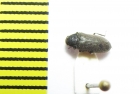 Dryops striatopunctatus  Ukraina - INSECTS-STORE.RU