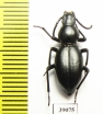 Tenebrionidae sp.  Tanzania - INSECTS-STORE.RU
