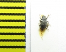 Elmis rioloides  Russia, Caucasus - INSECTS-STORE.RU