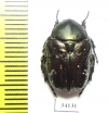 Protaetia agglomerata  Uzbekistan - INSECTS-STORE.RU