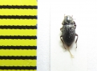 Limnius volkmari  Latvia - INSECTS-STORE.RU