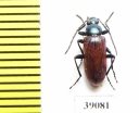 Tenebrionidae sp.  Tanzania - INSECTS-STORE.RU