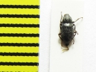 Limnius volkmari  Latvia - INSECTS-STORE.RU
