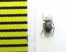 Riolus syriacus  Russia, Crimea - INSECTS-STORE.RU