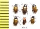 Chrysomelidae sp.  Tanzania - INSECTS-STORE.RU