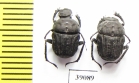 Gymnopleurus sp.  Tanzania - INSECTS-STORE.RU
