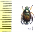 Popillia sp.  Sri Lanka - INSECTS-STORE.RU