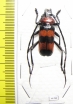 Paveia superba  Thailand - INSECTS-STORE.RU