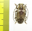 Cerambycidae sp.  Cameroon - INSECTS-STORE.RU