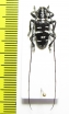 Agnia eximia  Indonesia, Java - INSECTS-STORE.RU