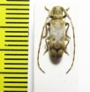 Cerambycidae sp.  Malawi - INSECTS-STORE.RU