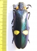 Megaloxantha bicolor  gigantea, male  India, W.Bengal  61mm - INSECTS-STORE.RU
