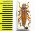 Cerambycidae sp.  Indonesia, Papua - INSECTS-STORE.RU