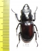 Odontolabis taroni  Indonesia, Sulawesi - INSECTS-STORE.RU