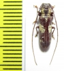 Prosopocera sp.  Malawi - INSECTS-STORE.RU