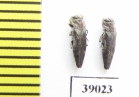 Buprestidae sp.  Tanzania - INSECTS-STORE.RU
