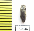 Buprestidae sp.  Tanzania - INSECTS-STORE.RU