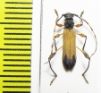 Cerambycidae sp.  Malawi - INSECTS-STORE.RU