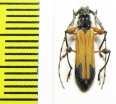 Cerambycidae sp.  Malawi - INSECTS-STORE.RU