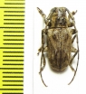 Cerambycidae sp.  Central Africa Rep. - INSECTS-STORE.RU