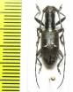 Gnoma sp.  Indonesia, Papua - INSECTS-STORE.RU