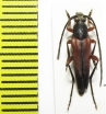 Pedostrangalia emmipoda  Turkey - INSECTS-STORE.RU