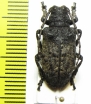 Moechotypa diphysis  Russia, Far East - INSECTS-STORE.RU