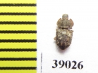 Tarphius postcostatus  Tenerife isl. - INSECTS-STORE.RU