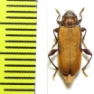 Pyrrhidium sanguineum  Russia, Krasnodar reg. - INSECTS-STORE.RU
