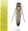Oberea vittata  Russia, Far East - INSECTS-STORE.RU