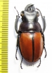 Odontolabis gazella  Malaysia - INSECTS-STORE.RU