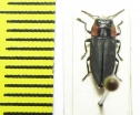 Romanophora verecunda  Chile - INSECTS-STORE.RU