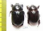 Pentodon algerinum  Uzbekistan - INSECTS-STORE.RU