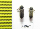 Ptilinus fuscus  Poland - INSECTS-STORE.RU