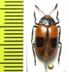 Erotylidae sp.  Bolivia - INSECTS-STORE.RU