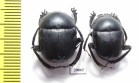 Gymnopleurus sp.  Botswana - INSECTS-STORE.RU