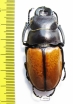 Odontolabis castelnaudi  Malaysia, Borneo  55mm - INSECTS-STORE.RU