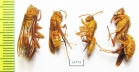 Hymenoptera sp.  Tajikistan - INSECTS-STORE.RU