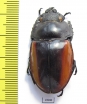 Odontolabis castelnaudi, female  Malaysia, Borneo - INSECTS-STORE.RU