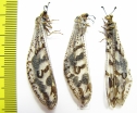 Myrmeleontidae sp.  Namibia - INSECTS-STORE.RU