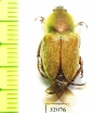 Glaphyrus turkestanicus, male  Uzbekistan - INSECTS-STORE.RU