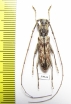 Cerambycidae sp.  China, Yunnan prov. - INSECTS-STORE.RU
